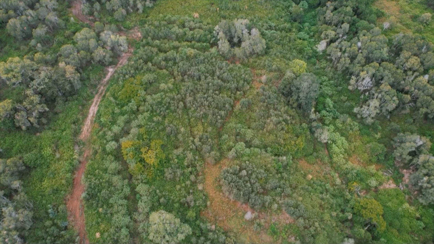 Land filled with lantana weed to be removed