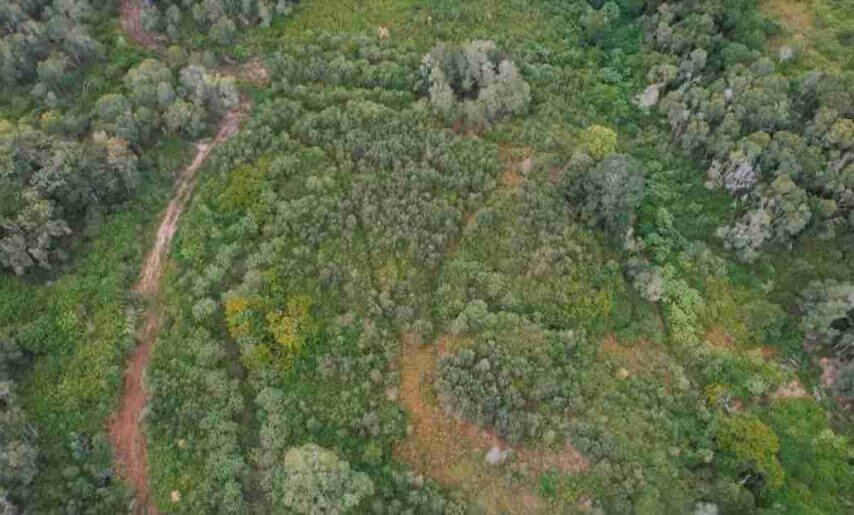 Aerial view of dense green vegetation with a dirt path.